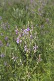 Showy Tick-trefoil, Desmodium canadense