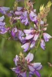 Showy Tick-trefoil, Desmodium canadense