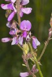 Showy Tick-trefoil, Desmodium canadense
