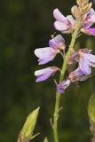 Showy Tick-trefoil, Desmodium canadense
