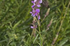 Showy Tick-trefoil, Desmodium canadense