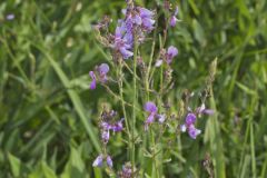 Showy Tick-trefoil, Desmodium canadense
