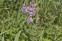 Showy Tick-trefoil, Desmodium canadense