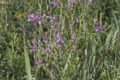 Showy Tick-trefoil, Desmodium canadense