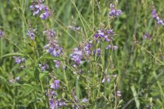 Showy Tick-trefoil, Desmodium canadense
