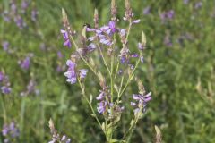 Showy Tick-trefoil, Desmodium canadense