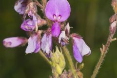 Showy Tick-trefoil, Desmodium canadense