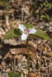 Showy Trillium, Trillium undulatum