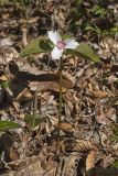 Showy Trillium, Trillium undulatum