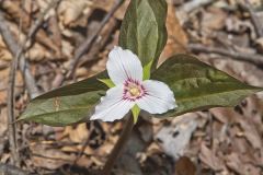 Showy Trillium, Trillium undulatum