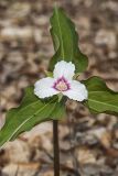 Showy Trillium, Trillium undulatum