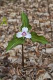 Showy Trillium, Trillium undulatum