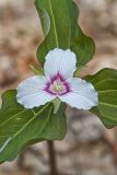 Showy Trillium, Trillium undulatum