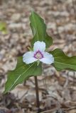 Showy Trillium, Trillium undulatum