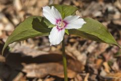 Showy Trillium, Trillium undulatum