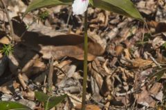 Showy Trillium, Trillium undulatum