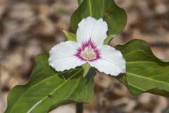 Showy Trillium, Trillium undulatum