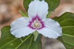 Showy Trillium, Trillium undulatum