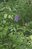 Shriver’s Purple Fringed Orchid, Platanthera shriveri