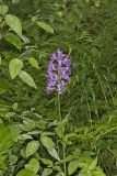 Shriver’s Purple Fringed Orchid, Platanthera shriveri