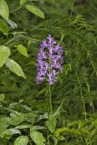 Shriver’s Purple Fringed Orchid, Platanthera shriveri
