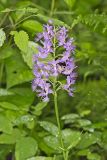 Shriver’s Purple Fringed Orchid, Platanthera shriveri