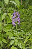 Shriver’s Purple Fringed Orchid, Platanthera shriveri