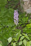 Shriver’s Purple Fringed Orchid, Platanthera shriveri