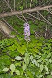 Shriver’s Purple Fringed Orchid, Platanthera shriveri