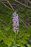 Shriver’s Purple Fringed Orchid, Platanthera shriveri
