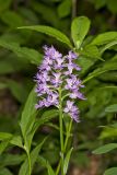 Shriver’s Purple Fringed Orchid, Platanthera shriveri