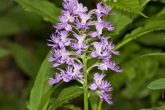 Shriver’s Purple Fringed Orchid