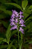 Shriver’s Purple Fringed Orchid, Platanthera shriveri