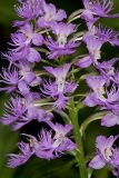 Shriver’s Purple Fringed Orchid, Platanthera shriveri