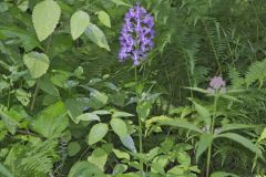 Shriver’s Purple Fringed Orchid, Platanthera shriveri