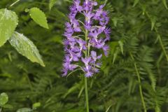 Shriver’s Purple Fringed Orchid, Platanthera shriveri