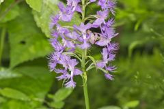 Shriver’s Purple Fringed Orchid, Platanthera shriveri