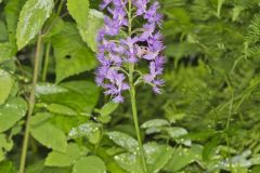 Shriver’s Purple Fringed Orchid, Platanthera shriveri