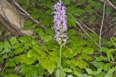 Shriver’s Purple Fringed Orchid, Platanthera shriveri