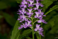 Shriver’s Purple Fringed Orchid, Platanthera shriveri