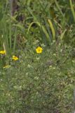 Shrubby Cinquefoil, Dasiphora fruticosa