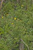 Shrubby Cinquefoil, Dasiphora fruticosa