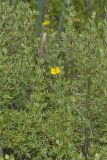 Shrubby Cinquefoil, Dasiphora fruticosa