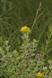 Shrubby Cinquefoil, Dasiphora fruticosa