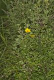 Shrubby Cinquefoil, Dasiphora fruticosa