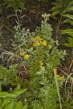 Shrubby Cinquefoil, Dasiphora fruticosa