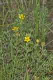Shrubby Cinquefoil, Dasiphora fruticosa