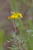 Shrubby Cinquefoil, Dasiphora fruticosa