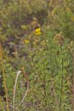 Shrubby Cinquefoil, Dasiphora fruticosa