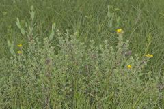 Shrubby Cinquefoil, Dasiphora fruticosa